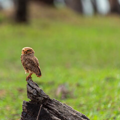 The Burrowing Owl, also called Field Caburet, Beach Owl, Field Owl, Miner , is called the 