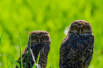 The Burrowing Owl, also called Field Caburet, Beach Owl, Field Owl, Miner , is called the 