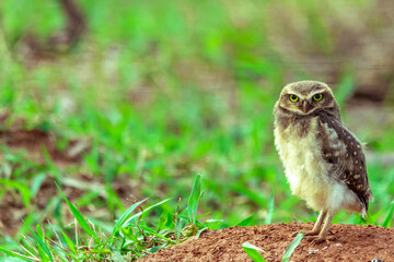 The Burrowing Owl, also called Field Caburet, Beach Owl, Field Owl, Miner , is called the 