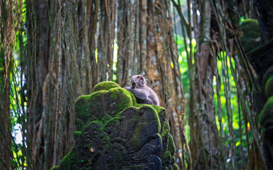 macaque in the forest
