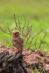 The Burrowing Owl, also called Field Caburet, Beach Owl, Field Owl, Miner , is called the 