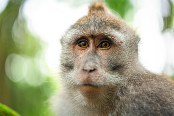macaque portrait