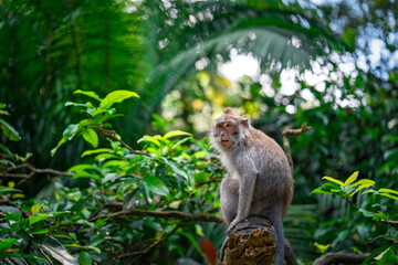macaque in Bali jungle