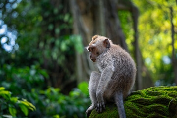 macaque sitting
