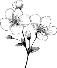 Obraz premium Black and white cherry blossom illustration with delicate line art details. Vector illustration in sketch style