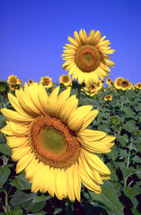 A sunflower crop in the north of Western Australia.