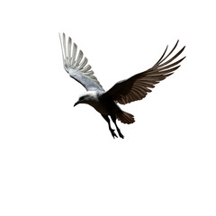 Fototapeta premium A bird flying through the air with its wings spread