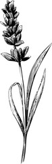 Black and white vector sketch of a lavender flower with leaves vector illustration
