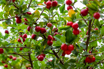 Obraz premium Beautiful and tasty Acerola (Malpighia emarginata) on the tree. Sweet and tasty fruits, great for making juice and eating fresh. Originally from Antilles, Central, North and South America