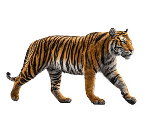 Fototapeta premium Majestic Bengal tiger walking Isolated on White Background wildlife animal portrait