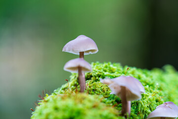 Little Lilac Bonnet mushroom's also known as Mycena pura