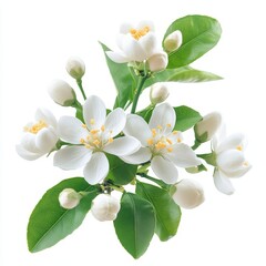Obraz premium Blooming white flowers and buds of an orange tree isolated on white