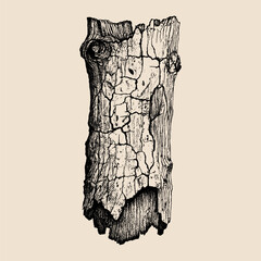 A detailed hand-drawn illustration of a cracked and aged tree bark, showcasing intricate texture and natural patterns.