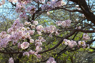 Cherry tree blossom in spring and in May. Spring calendar with pink flower and trees in a garden. Trees background in spring.