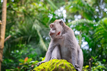 macaque with scar