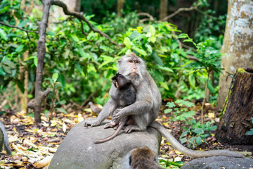 macaque and its baby