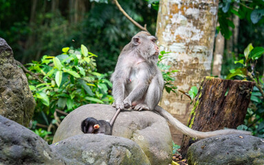 macaque holding baby by the tail
