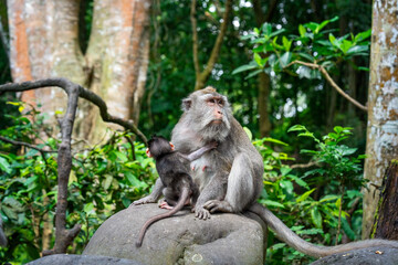 macaque with baby