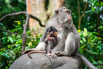 Obraz premium macaque family