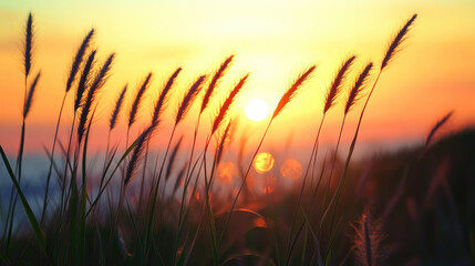wheat field at sunset