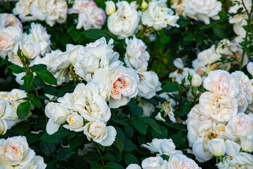 Beautiful English blooming rose garden	