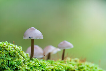 Little Lilac Bonnet mushroom's also known as Mycena pura