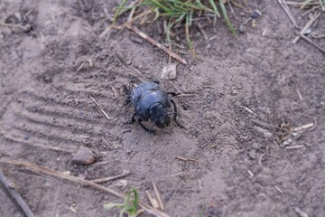 Wild insect on the ground surface with natural texture. Beetle in spring
