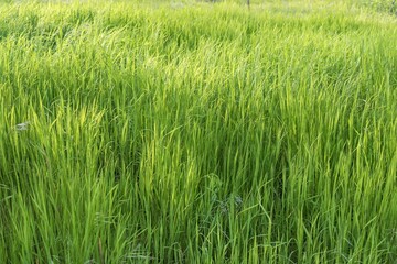 Nature Texture Background – Tall Green Grass