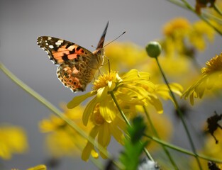 butterfly on yellow flower