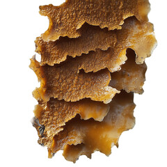 detailed texture of chaga conk attached to birch bark
