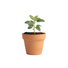 Fototapeta premium Small green plant in terracotta pot isolated on transparent background