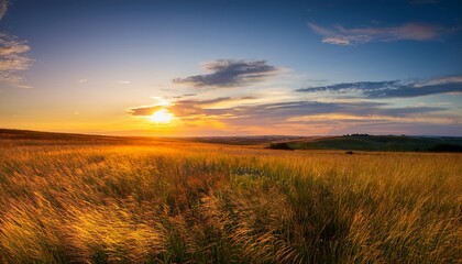 landscape with a plain wild grass field and sunset sky above