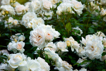 Beautiful English blooming rose garden