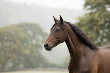 Fototapeta premium elegant thoroughbred horse standing gracefully against soft light background