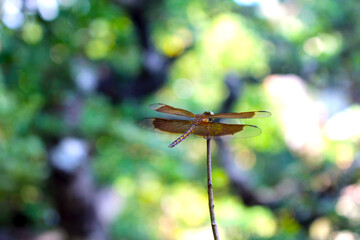 dragonfly resting on a branch