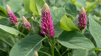 Obraz premium Vibrant Pink Flower Cluster Blooming Bush Green Leaves