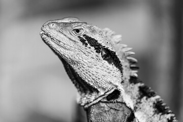 Lizard a cold-bloded repile, scaled reptile, a water dragon in Brisbane, Australia in black and white