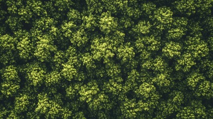 Aerial View Lush Green Forest Canopy Texture