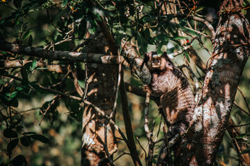 A peaceful marmoset or monkey jumping between the trees in the backyard