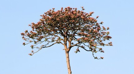 Stunning Pink Blossoms Tree against Blue Sky