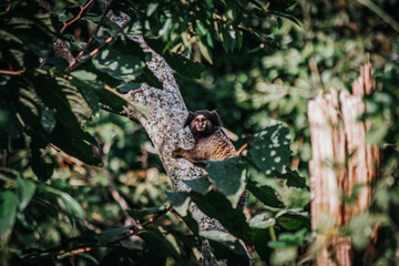 A peaceful marmoset or monkey jumping between the trees in the backyard