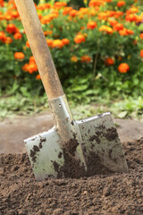 Digging up soil in garden. Shovel close up in ground on garden bed with grass, plants and flowers. Organic farming, gardening, growing, agriculture concept