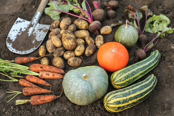 Harvest of fresh raw carrot, beetroot, pumpkin, zucchini, radish and potato on soil ground in garden close up. Harvesting organic vegetables with shovel