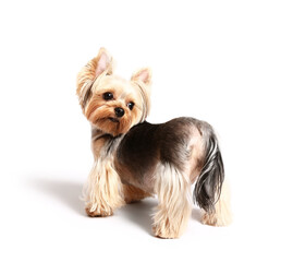 Cute small Yorkshire terrier dog isolated on white background