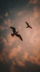 Fototapeta premium Birds Flying Sky Clouds Sunset Nature Freedom Wildlife Aerial Serene Evening Silhouettes Tranquility Motion Sunlight Beautiful Natural Scenic Atmospheric Flight Ornithology Migration Soaring Elegance 