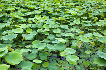 Green leaves of lotus plant