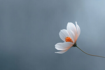 serene and tranquil scene featuring single delicate flower softly illuminated set against gentle blurred background