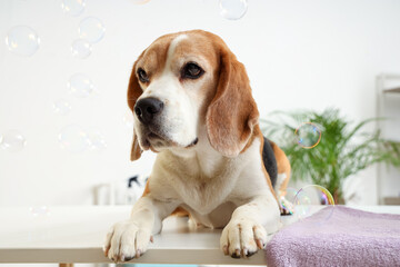 Cute Beagle dog lying on table in grooming salon