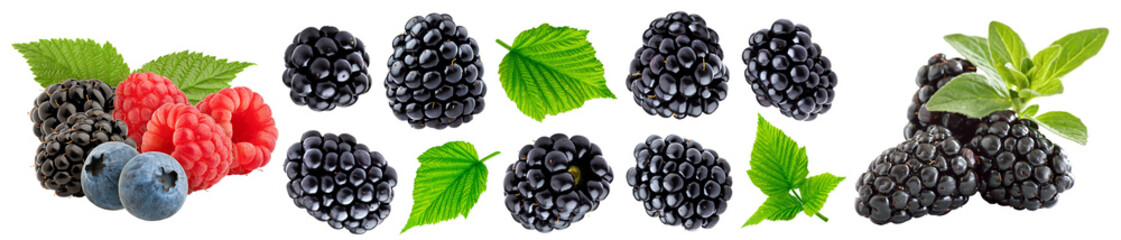 Moras jugosas con frambuesa aisladas en fondo blanco en varias presentaciones fruta macro un...