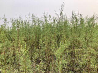 Slender Green Needles of Tree sky